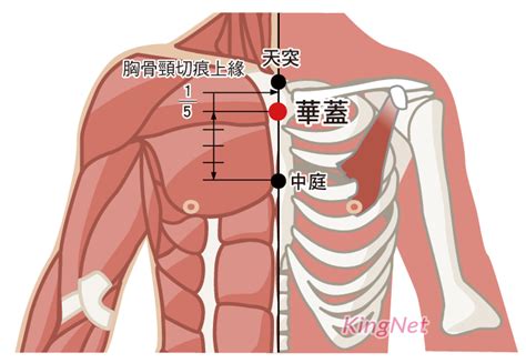 華蓋穴|醫砭 » 經穴庫 » 華蓋